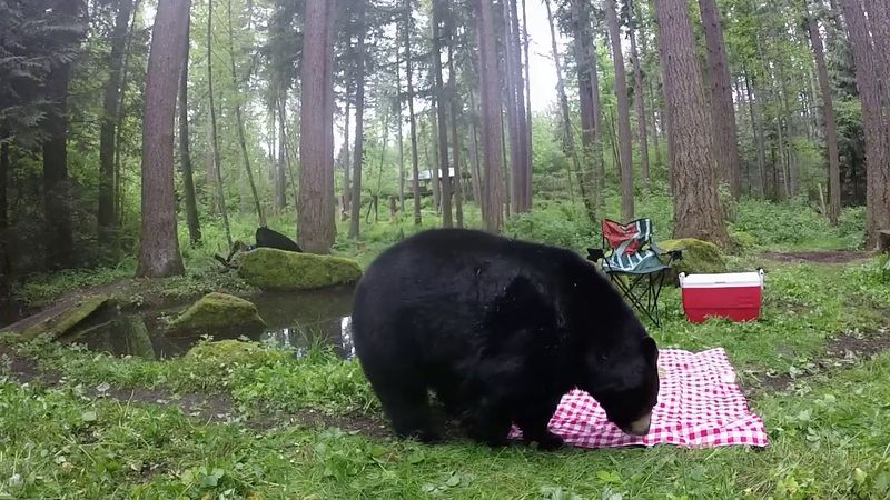Educate Yourself About Bears