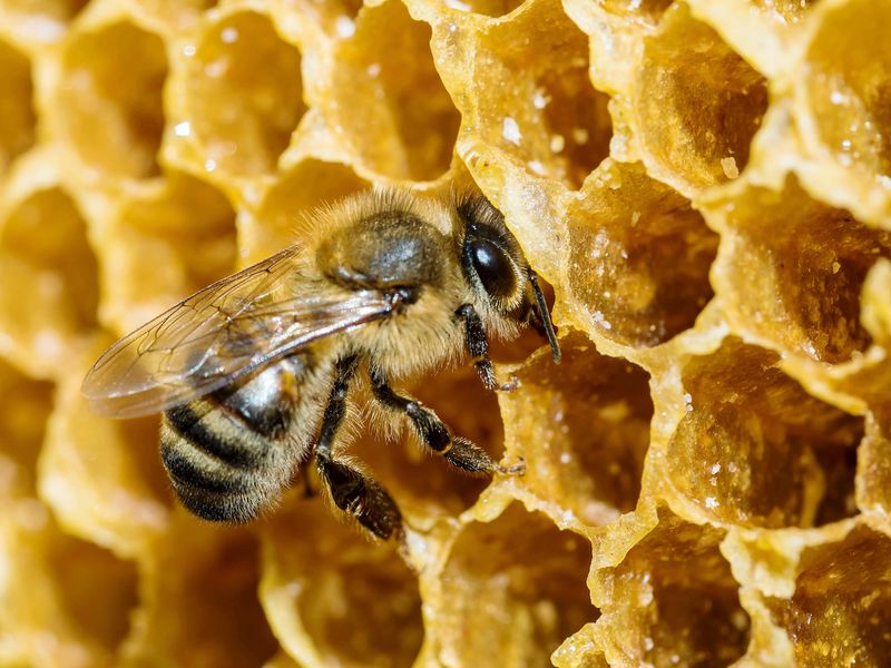 Honey Production by Honeybees