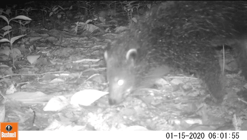 Nocturnal Forest Guardian