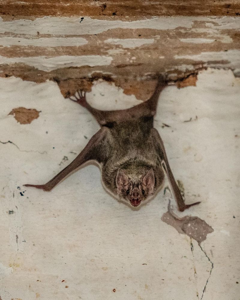 Bats as Bioindicators