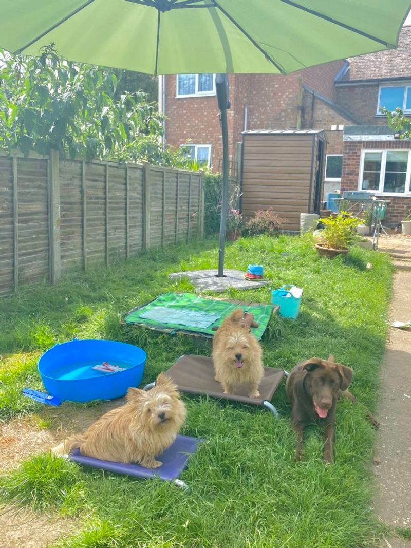 Provide Ample Shade