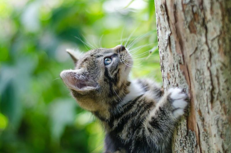 Love for Climbing
