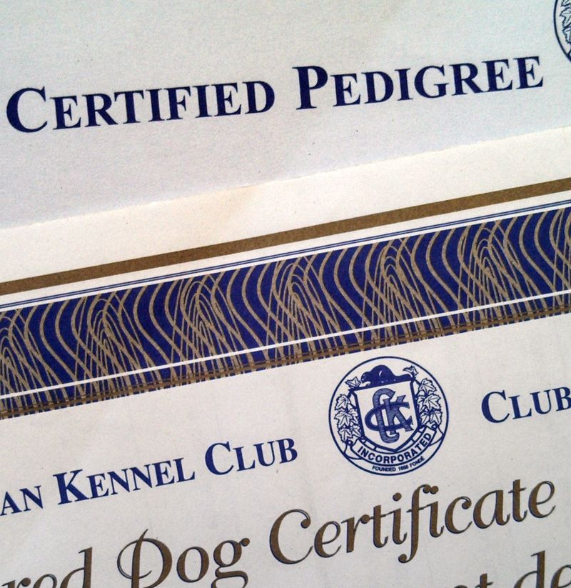 Pedigree Papers