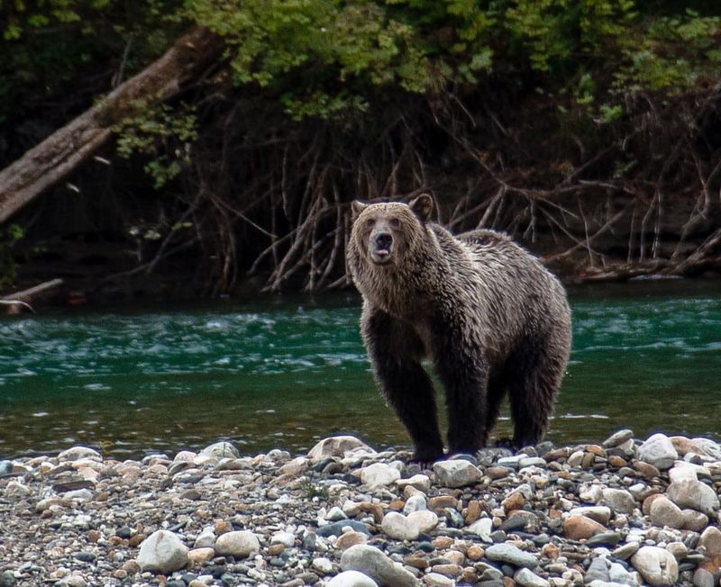 British Columbia Grizzly