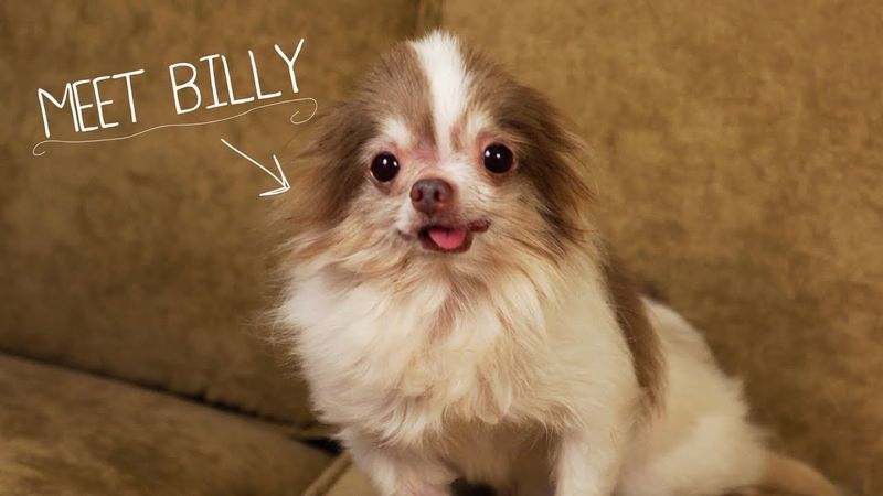 Rescued Puppy Mill Dog, Billy