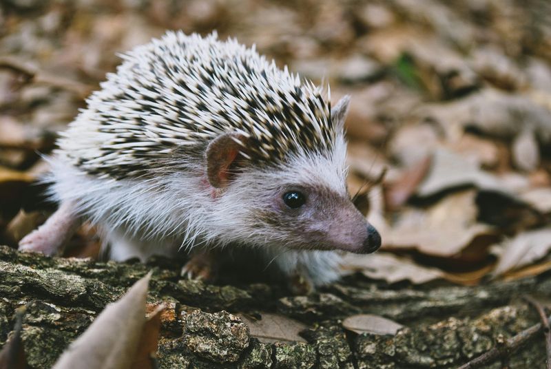 Hedgehog