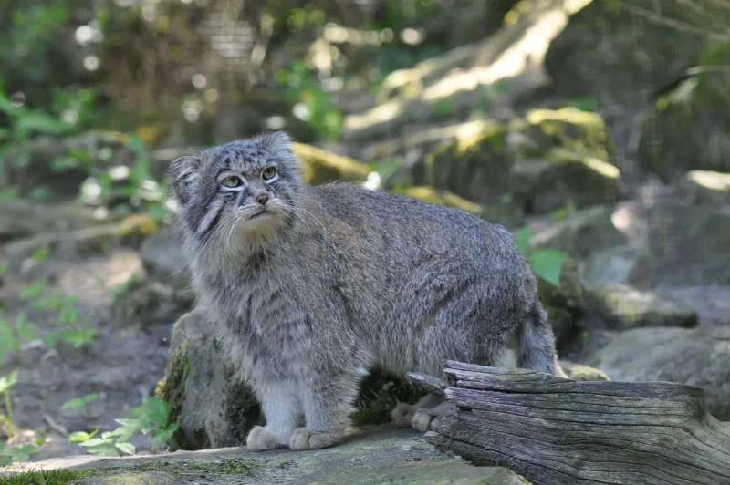 Pallas's Cat