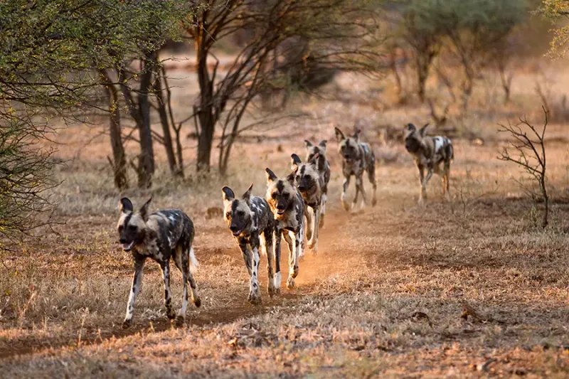 African Wild Dog