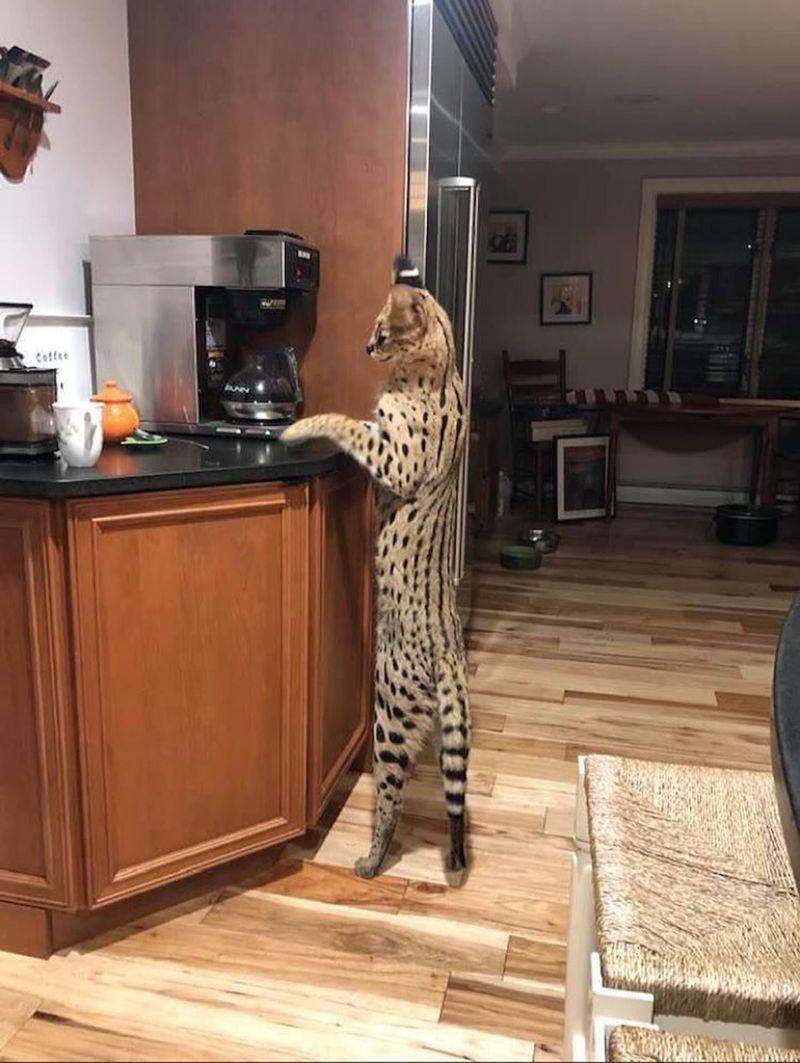 Servals