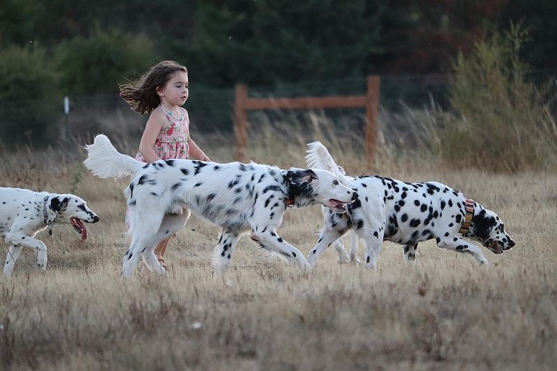 Dalmatian