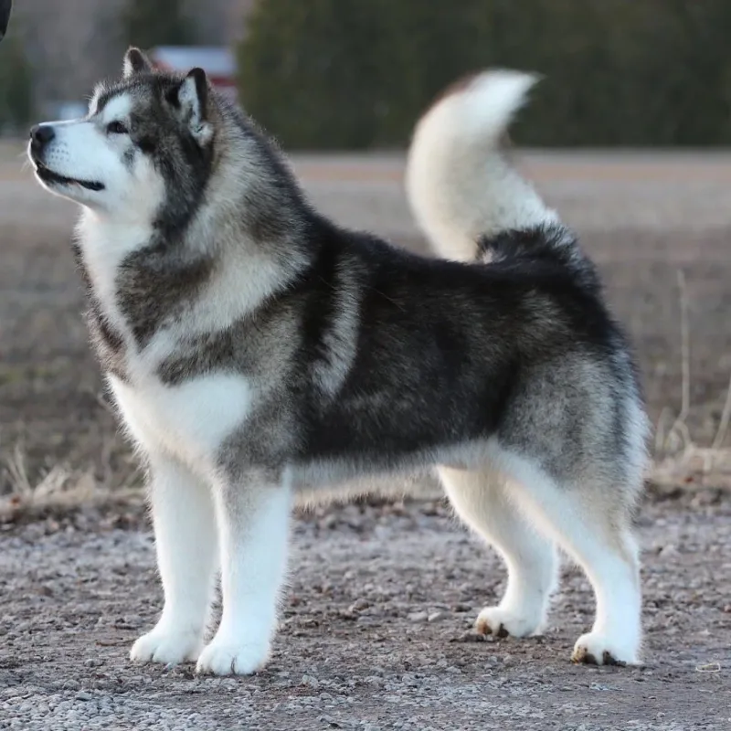 Alaskan Malamute