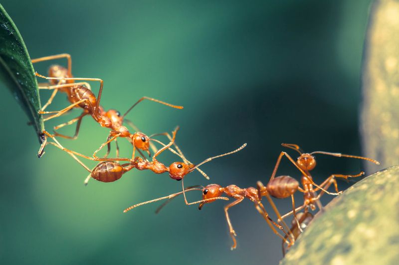 Division of Labor