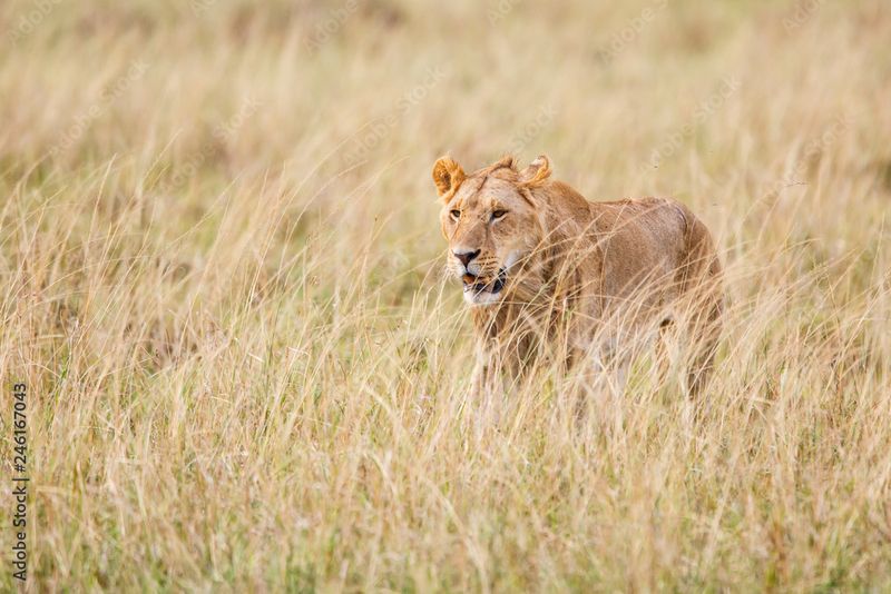 Lion