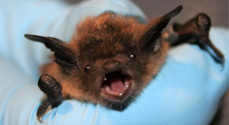 Bat
