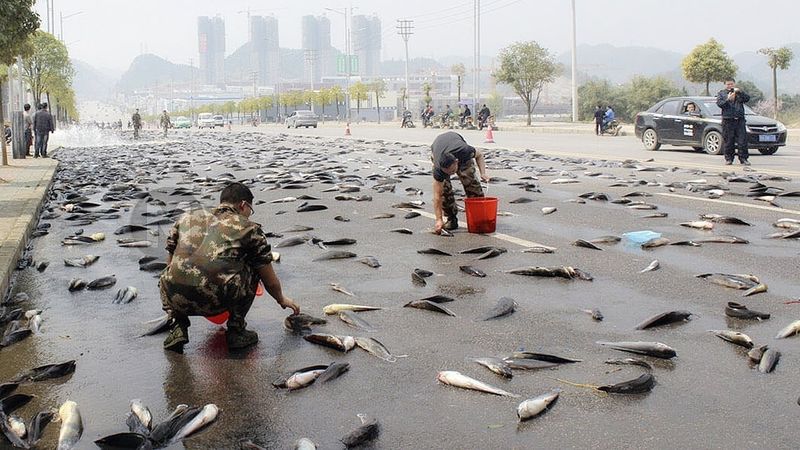 Animal Rain (Frogs, Fish Falling from Sky)
