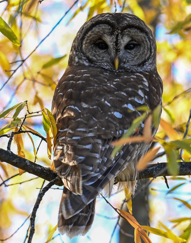 Owls as Wise Wizards