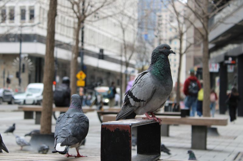 Pigeons