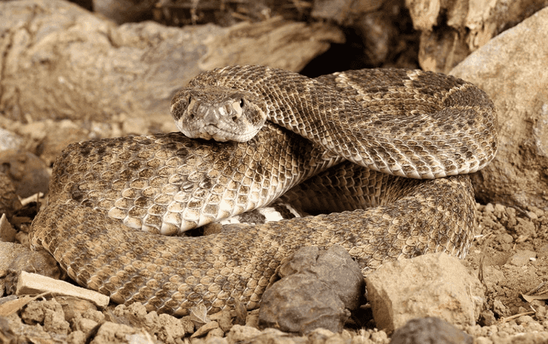 Snakes