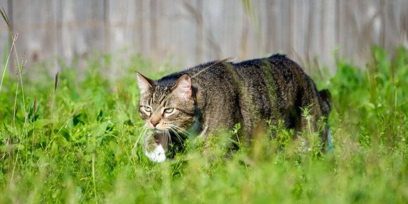 Stealthy Stalking Techniques