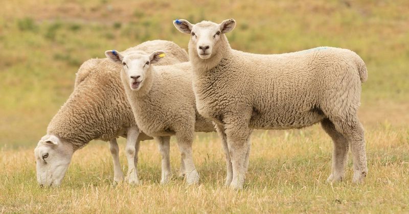 Sheep
