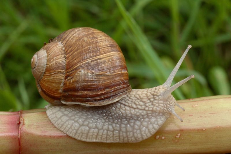 Hermaphroditic Nature