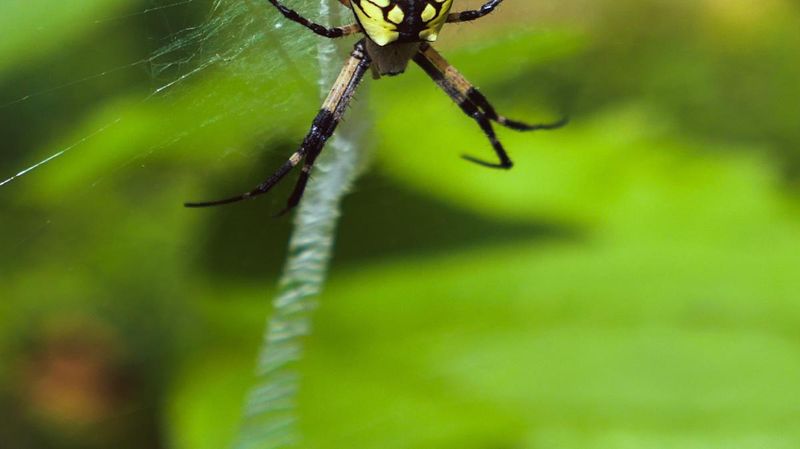 Web Height Adjustment