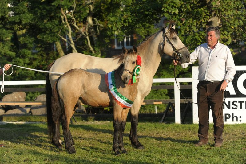 Connemara Pony