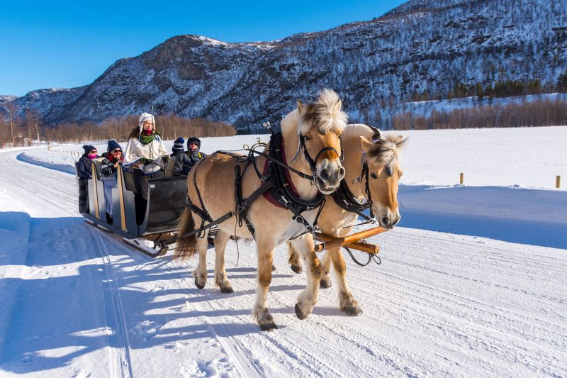 Norwegian Fjord Horse