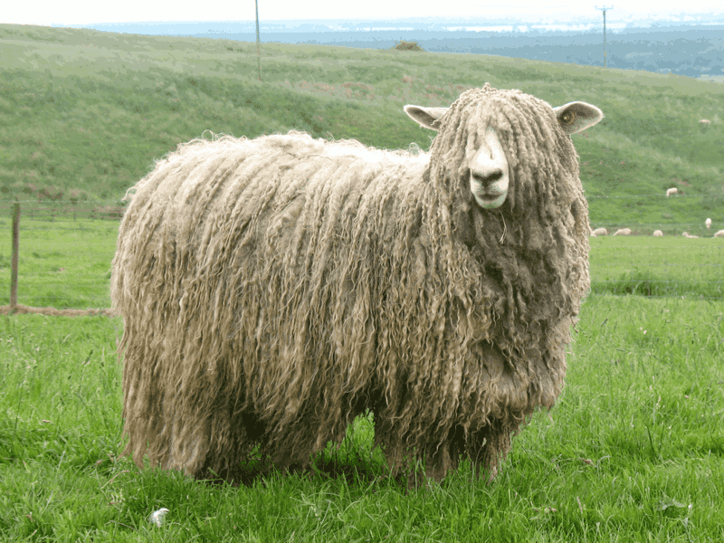 Lincoln Sheep