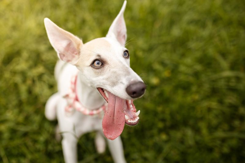Whippet