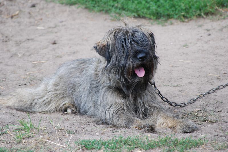 Bearded Collie