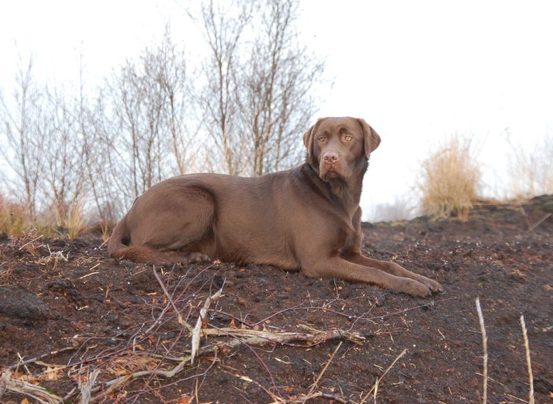 Weimaraner