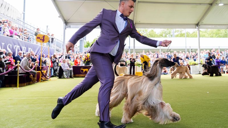 Afghan Hound
