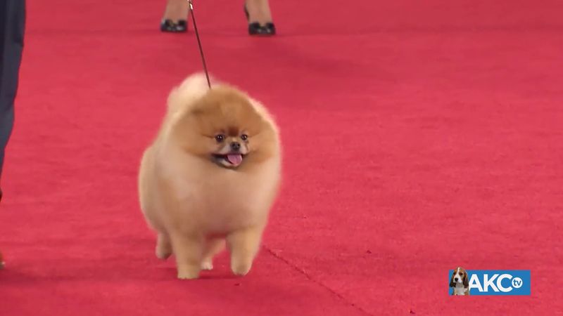Pomeranian