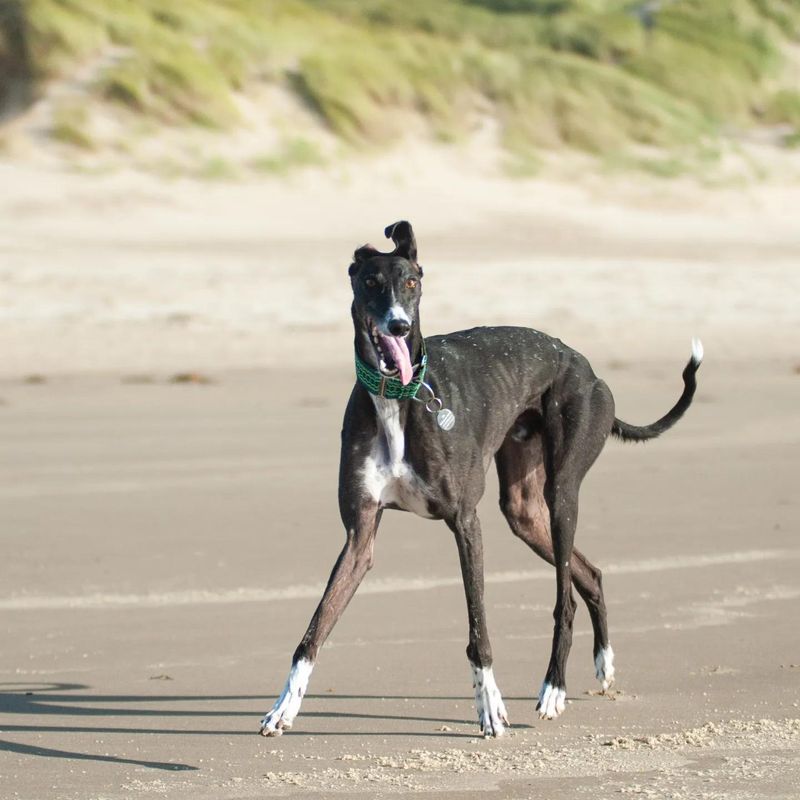 Greyhound