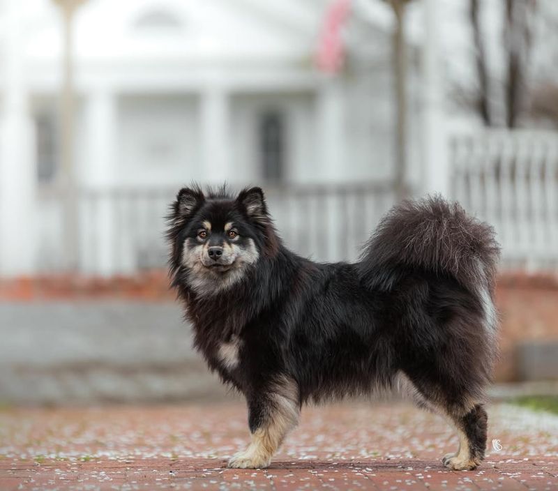 Finnish Lapphund