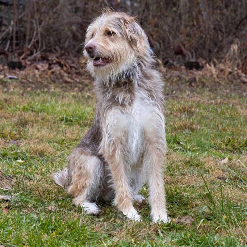 Irish Wolfhound