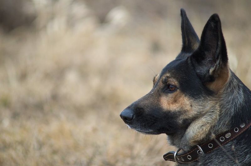 Australian Cattle Dog