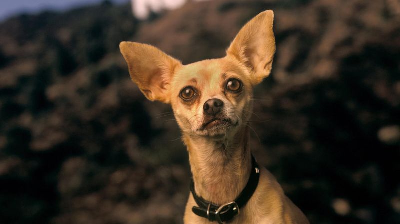 Chihuahua