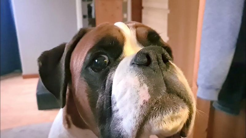Boxer