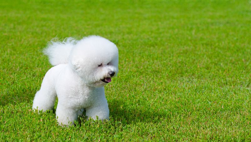Bichon Frise