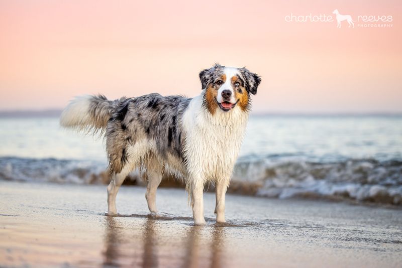 Australian Shepherd