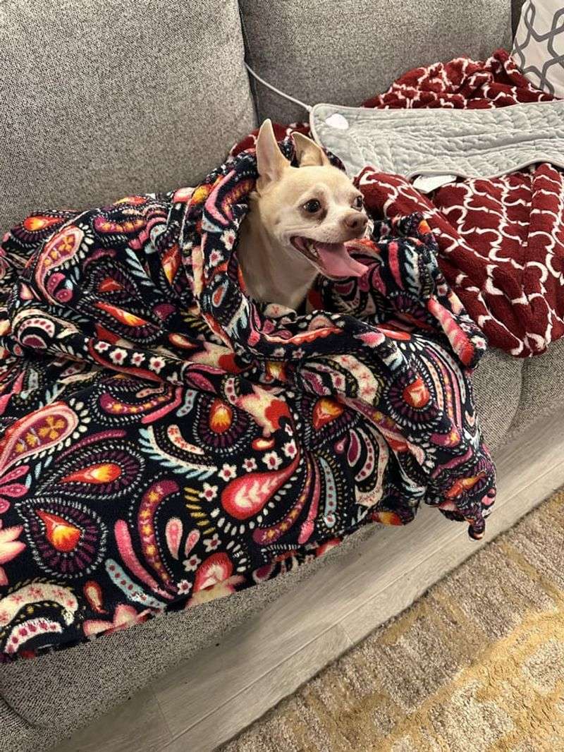 Chihuahua