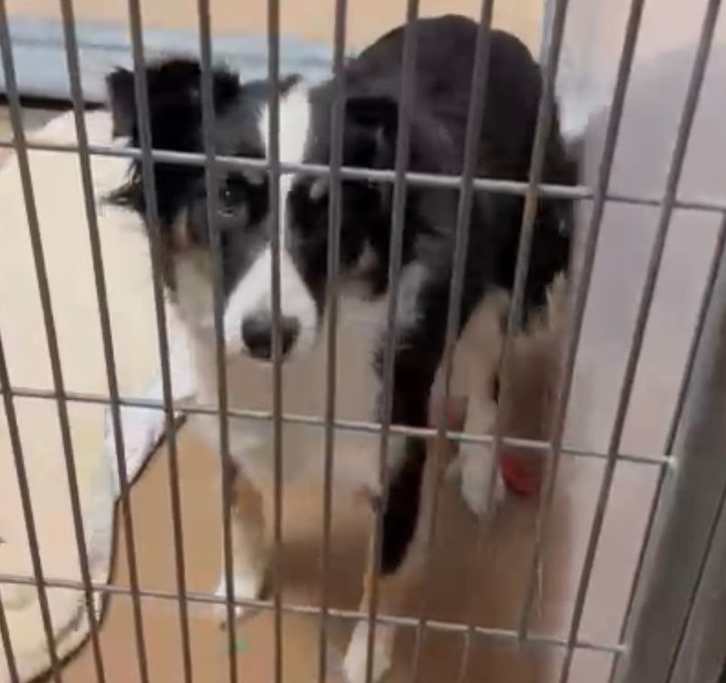 Border Collie