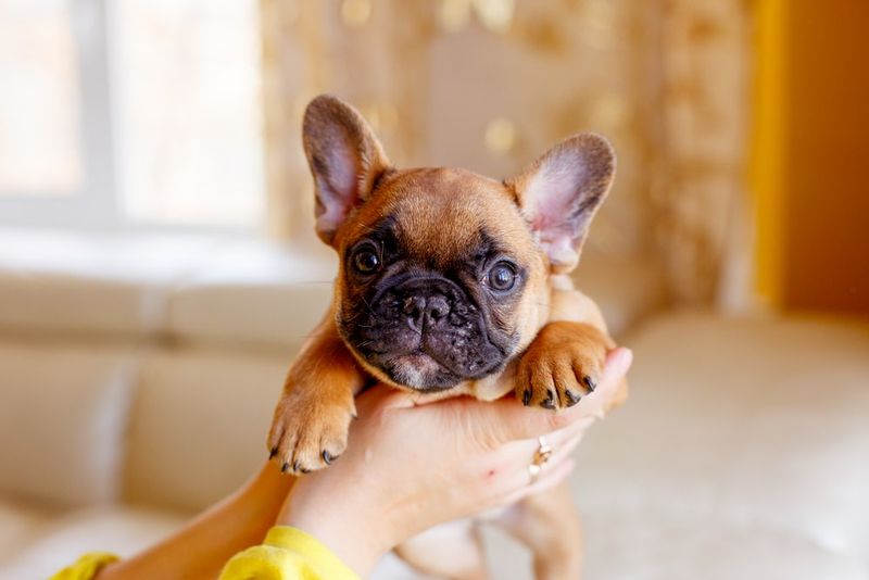 French Bulldog