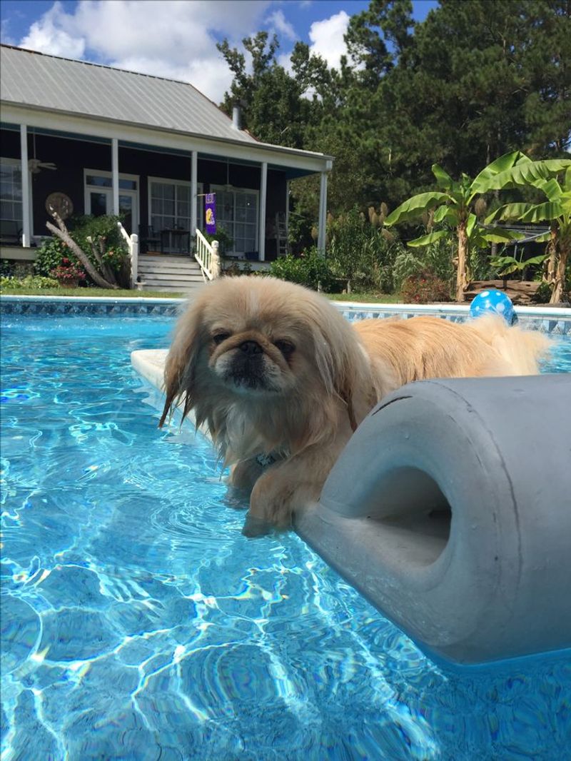 Pekingese