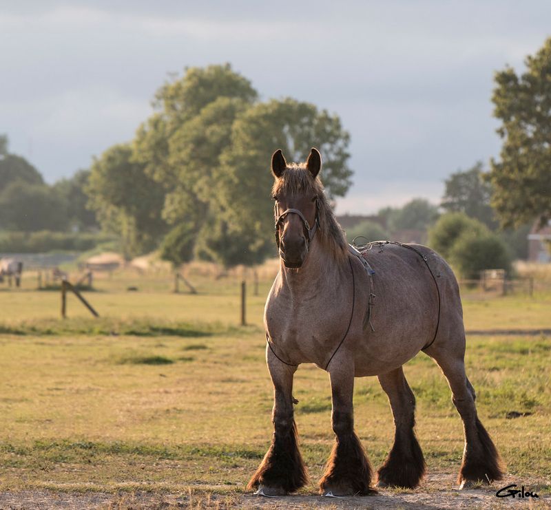 Ardennes Horse