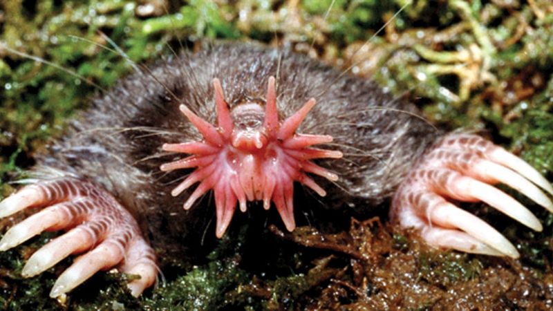 Star-Nosed Mole