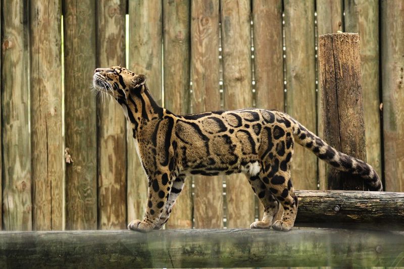 Conservation Challenges
