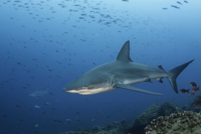 Galapagos Shark